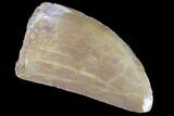 Serrated, Carcharodontosaurus Tooth - Feeding Wear #85855-1
